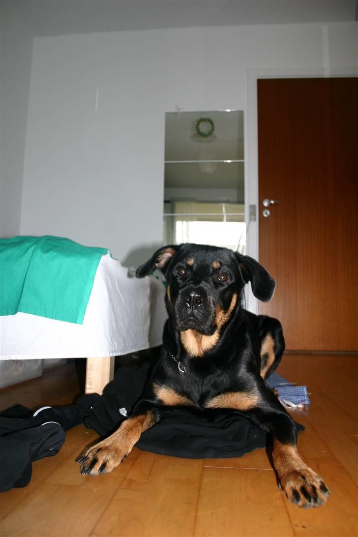 Blanding af racer Enzo billede 16