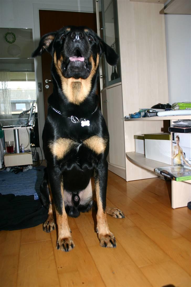 Blanding af racer Enzo billede 17