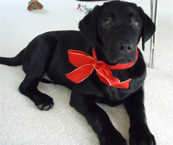 Labrador retriever Nicki billede 1