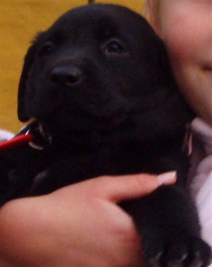 Labrador retriever Nicki billede 2