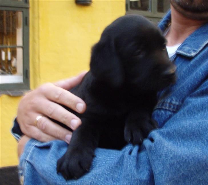 Labrador retriever Nicki billede 3