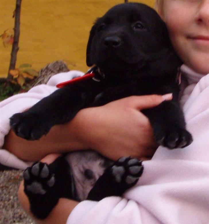 Labrador retriever Nicki billede 4
