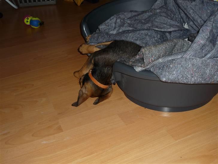 Blanding af racer Luca - Sover sødt hehe billede 8