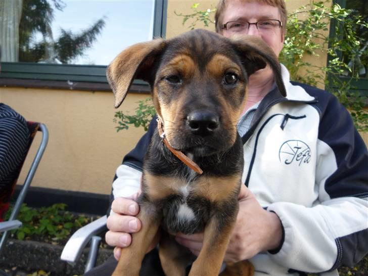 Blanding af racer Luca billede 9