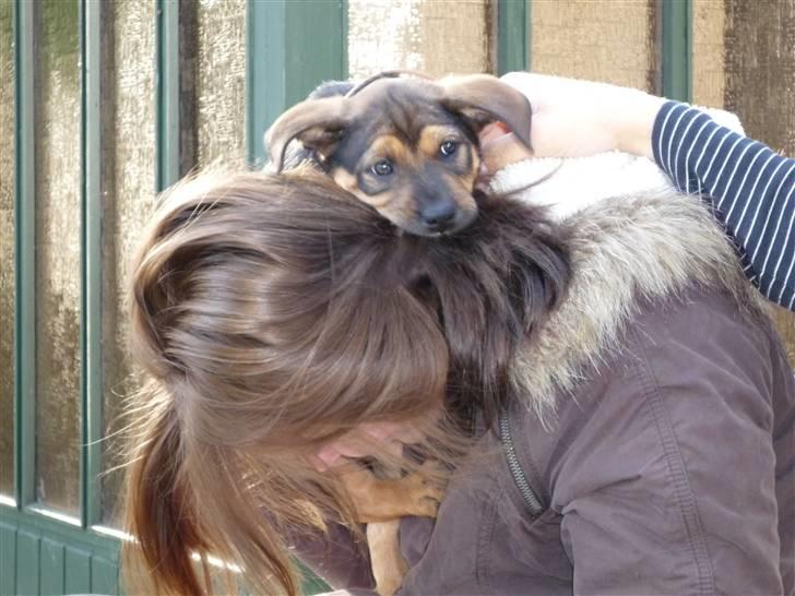 Blanding af racer Luca billede 10