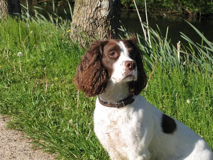 Engelsk springer spaniel Plet (Sandra) billede 1