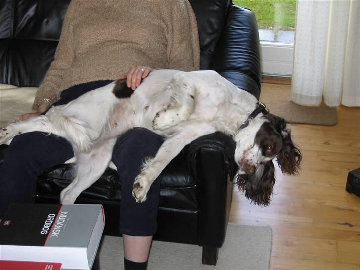 Engelsk springer spaniel Plet (Sandra) billede 2