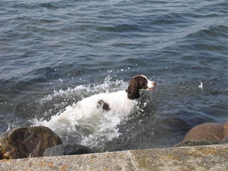 Engelsk springer spaniel Plet (Sandra) billede 3