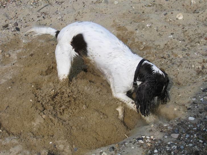 Engelsk springer spaniel Plet (Sandra) billede 4