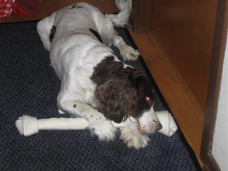 Engelsk springer spaniel Plet (Sandra) billede 5