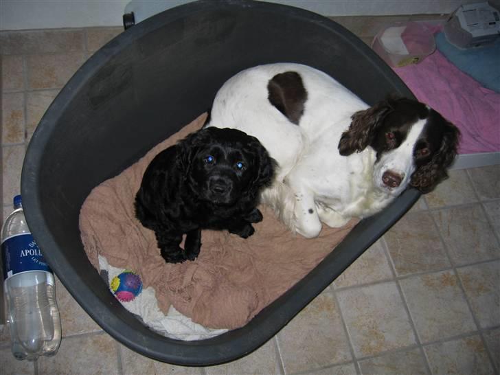 Engelsk springer spaniel Plet (Sandra) billede 6