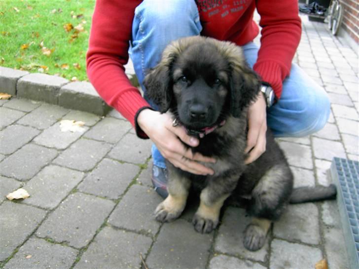 Leonberger Nahla  - 9 uger billede 4