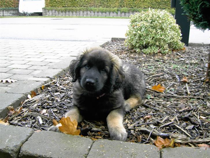 Leonberger Nahla  - 9 uger billede 5