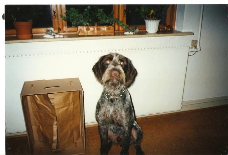 Ruhåret hønsehund Fix *død* - Her er Fix vores gamle hund. Han blev afløst af Nico billede 1