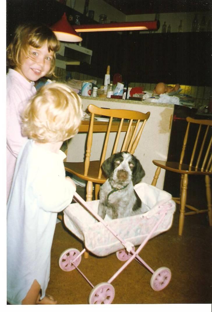 Ruhåret hønsehund Fix *død* - Min søster og mig elskede ham meget og her er vi med ham i min dukkevogn. Det er mig der er den lille lyshåret billede 2