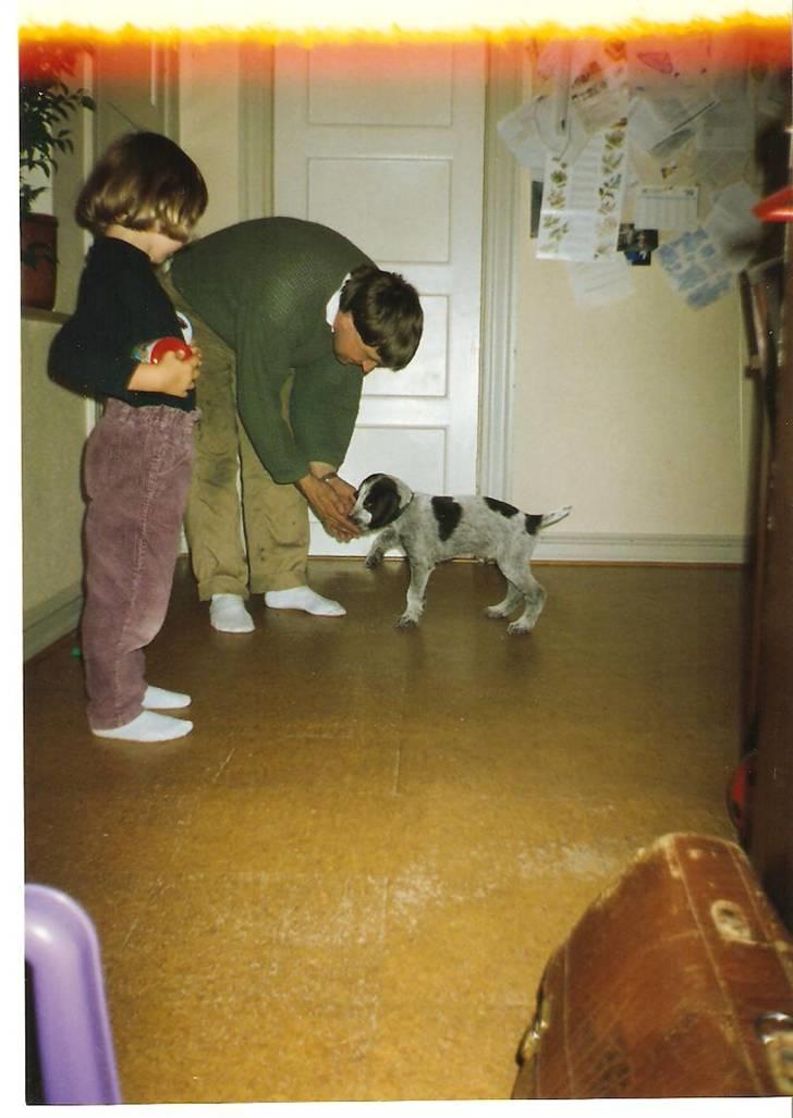 Ruhåret hønsehund Fix *død* - Babyhund... Som sagt er billederne en smule gamle men de er her billede 3