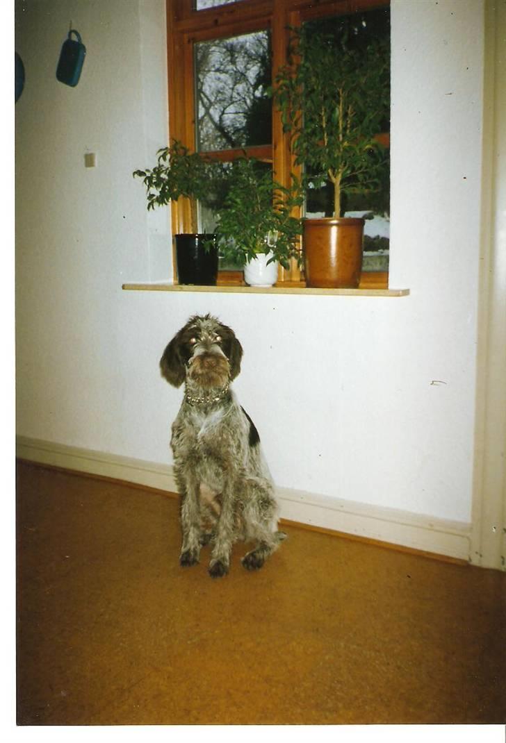 Ruhåret hønsehund Fix *død* - Søtte lille Fix billede 4