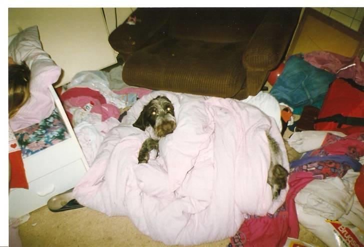 Ruhåret hønsehund Fix *død* - Her sover han i en af min søsters og min kæmpe rodebunke som vi lavede da vi var små billede 5