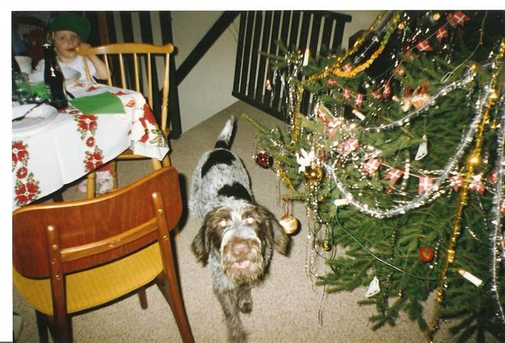 Ruhåret hønsehund Fix *død* - Jahhh juleaften. Så skal der pakkes gaver op.. (vi har et billede af ham hvor han åbner sin julegave. kunne ikk lige finde det men jeg ved han fik et grisseøre) billede 6