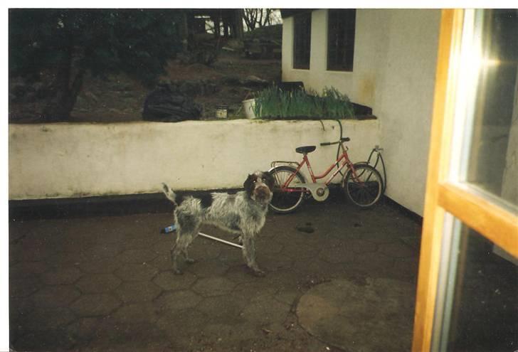 Ruhåret hønsehund Fix *død* - Her står han så.. Han var en af de ældre modeller, På det her billede er han ca 4 år billede 7