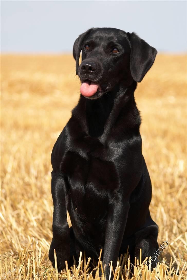 Labrador retriever Keis Zip "Zip" R.I.P. billede 1