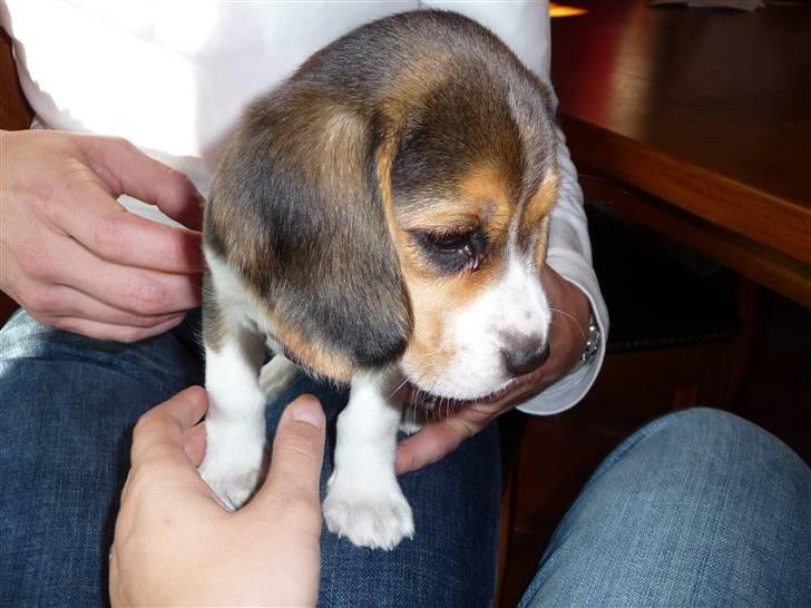 Beagle Rosa - 6 uger gammel - fra vores besøg på kennelen billede 2