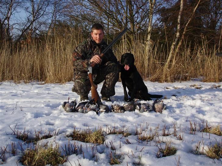 Labrador retriever Keis Zip "Zip" R.I.P. billede 2