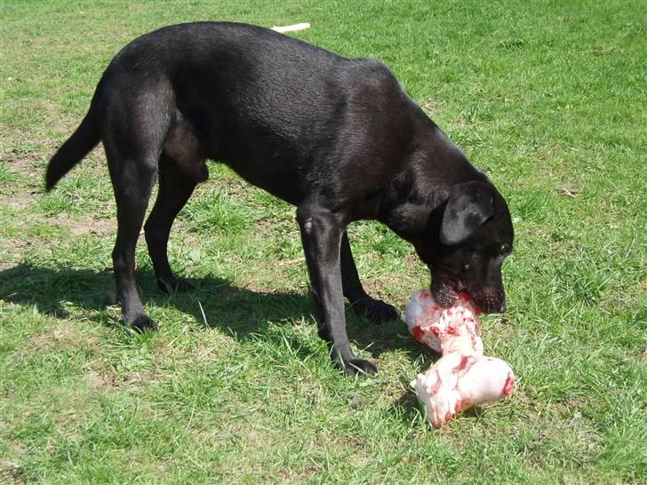 Labrador retriever Keis Zip "Zip" R.I.P. billede 3