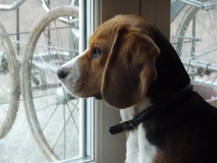 Beagle Rosa - 6 mdr. gammel billede 3