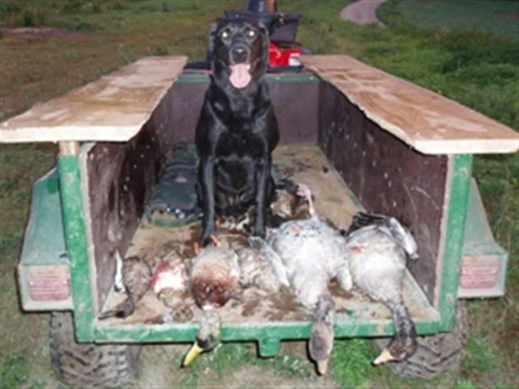 Labrador retriever Keis Zip "Zip" R.I.P. billede 4