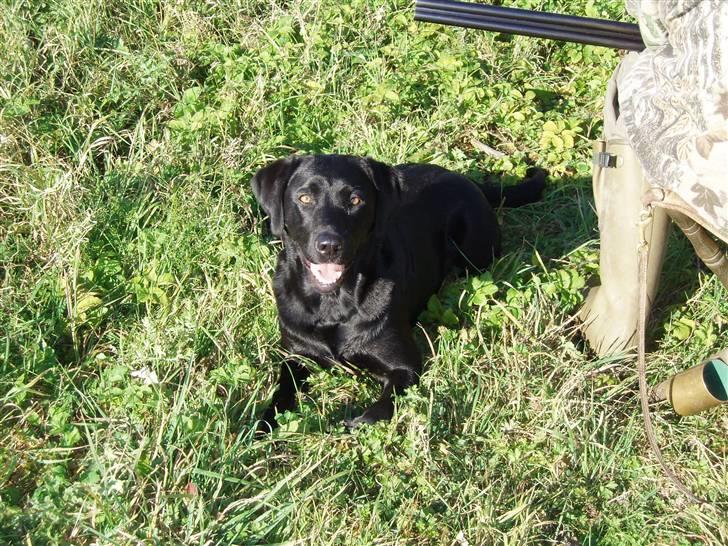 Labrador retriever Keis Zip "Zip" R.I.P. billede 5