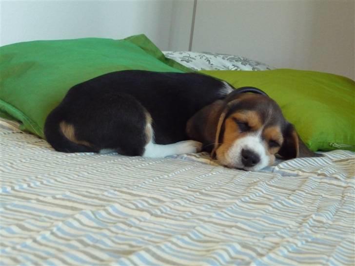 Beagle Rosa - 8 uger gammel - netop kommet til sit nye hjem hos os billede 4