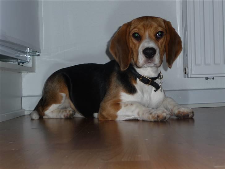 Beagle Rosa - 5 mdr. gammel billede 5