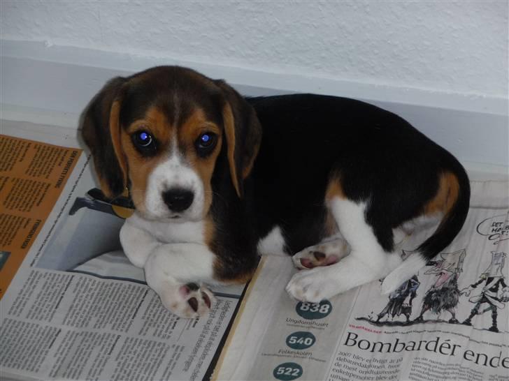 Beagle Rosa - 9 uger gammel billede 6