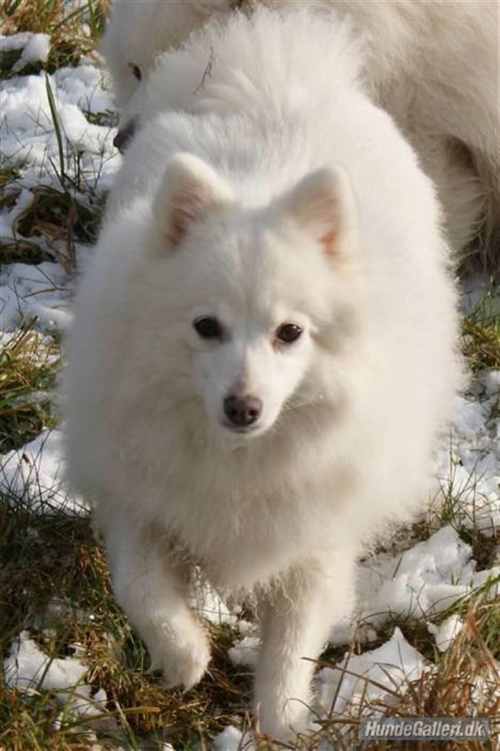 Japansk spids Rina R.I.P min søde - vinteren 08/09 stadig livsglad og dejlig billede 17