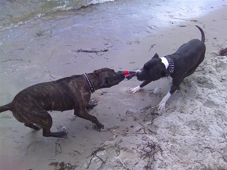 Amerikansk staffordshire terrier Malou R.I.P - Malou og paco leger med en sko ved stranden billede 18