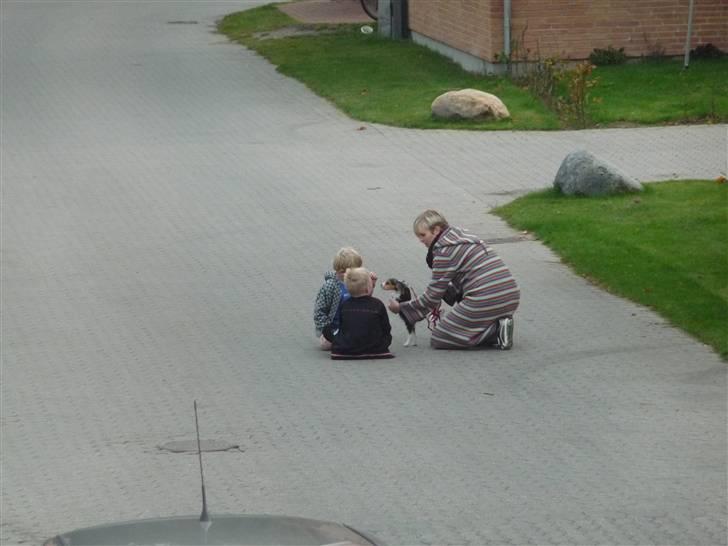 Beagle Rosa - 9 uger gammel - Rosa er så helt utrolig glad for børn billede 7