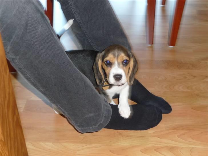 Beagle Rosa - 9 uger gammel billede 8