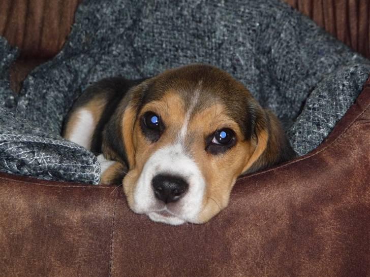 Beagle Rosa - 10 uger gammel billede 9