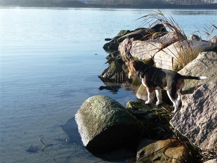 Beagle Rosa - 4 mdr. gammel billede 10