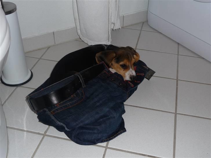 Beagle Rosa - 10 uger gammel - fandt lige fars bukser på gulvet - mmm... dejligt billede 11