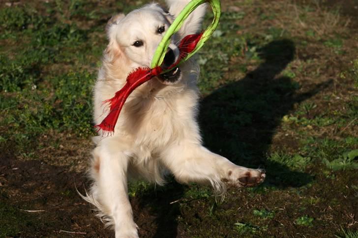 Golden retriever Bailey - Se min flotte ramponeret frisbee :-D billede 15