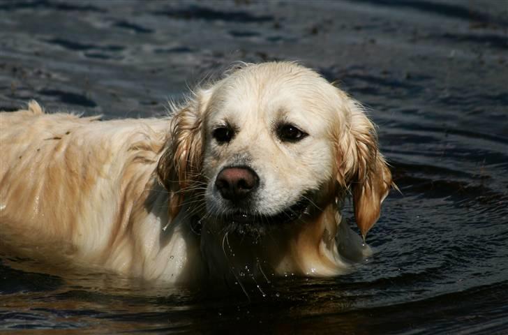 Golden retriever Bailey - SÅ sød :D billede 6