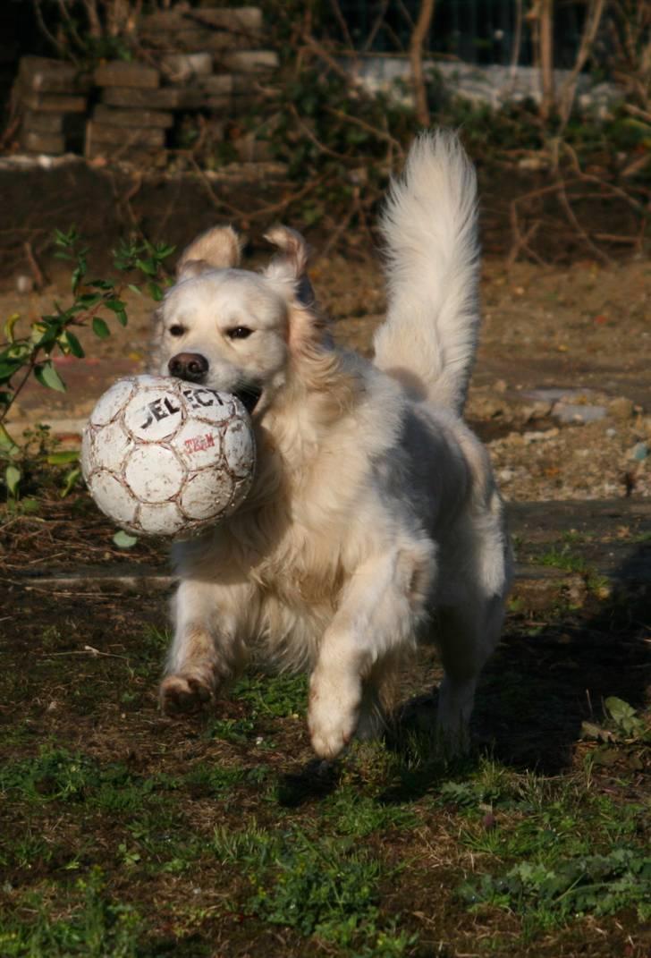 Golden retriever Bailey - Jubihuuuuu billede 16
