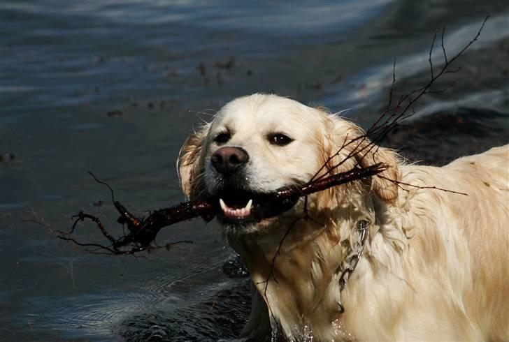 Golden retriever Bailey - Iiiih se hvad man fandt =D billede 8