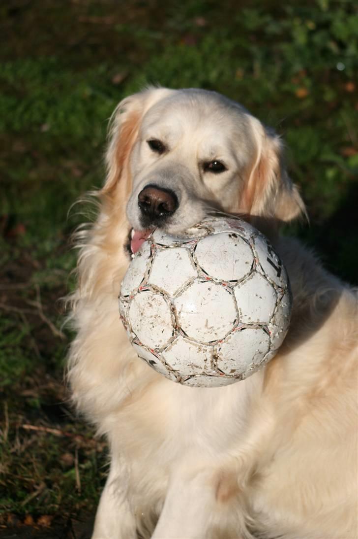 Golden retriever Bailey - Jeg kan altså bare godt li bolden............. billede 17