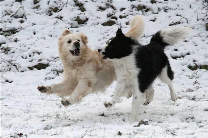 Golden retriever Bailey - Awwww! Elsker Baileys udtryk hér :D December 2010 billede 20