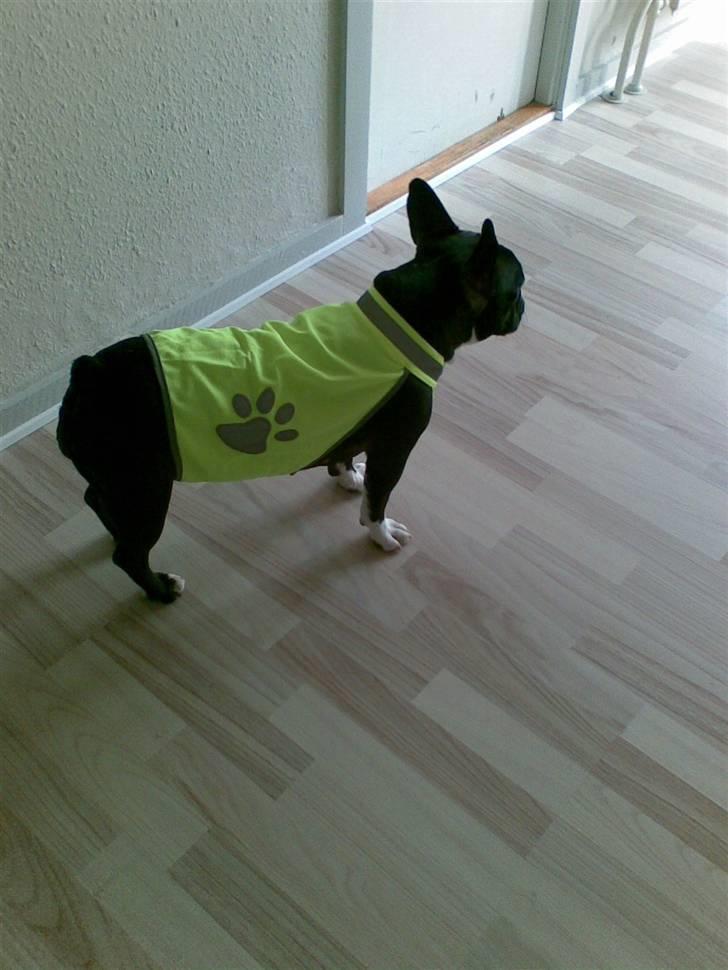 Fransk bulldog ~SOFFIE~ <3Himmelhund<3 billede 17