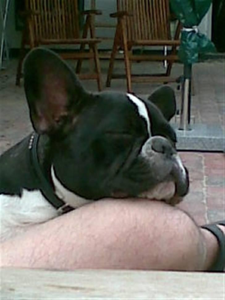 Fransk bulldog ~SOFFIE~ <3Himmelhund<3 billede 18
