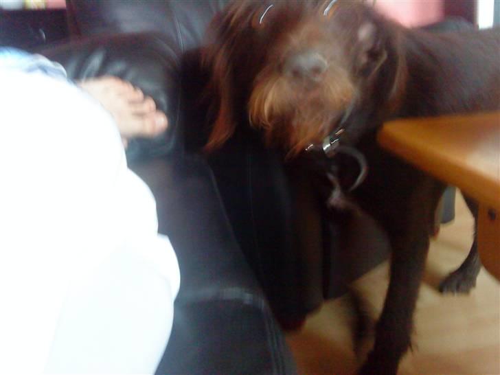 Ruhåret hønsehund Kia billede 6